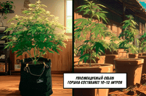 Как вырастить автоцветущий сорт