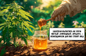 Использование меда в процессе выращивания конопли