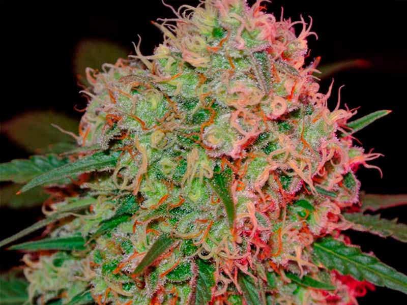 Green Mango (Sumo Seeds) Green Mango