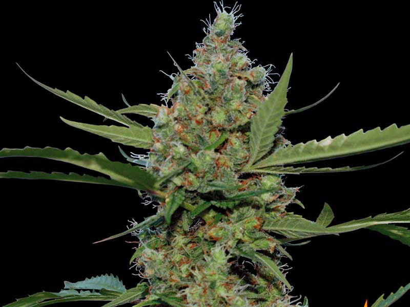 Laughing Buddha (Barney's Farm)
Laughing Buddha