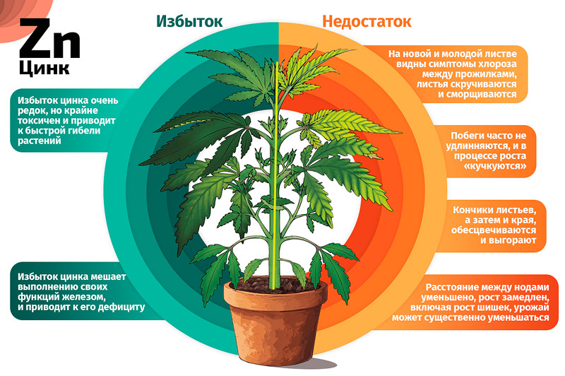 Цинк и конопля