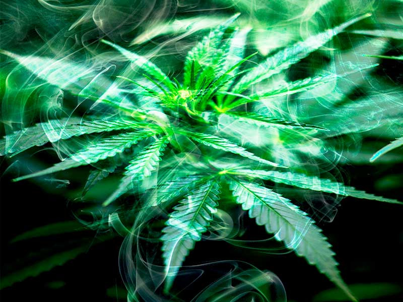 Дополнительная ароматизация марихуаны Усиление ароматов каннабиса