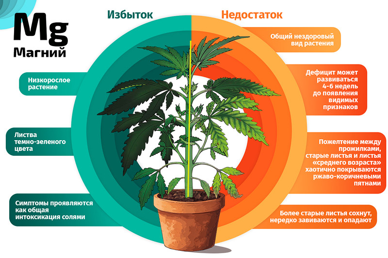 Магний и конопля
