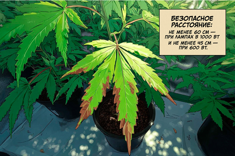 световой ожог для конопли