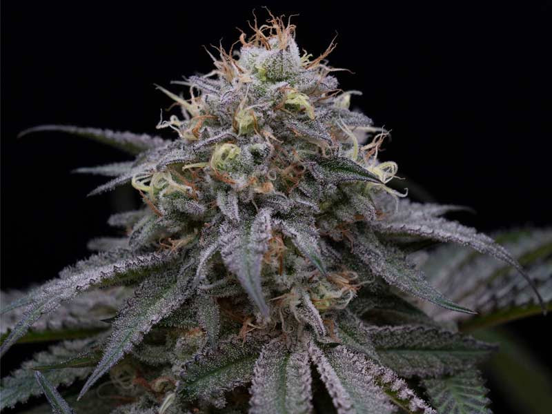Desert Diesel (Humboldt Seeds) Desert Diesel
