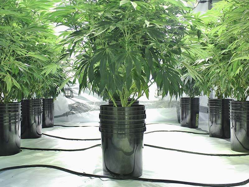 Выращивание конопли на гидре