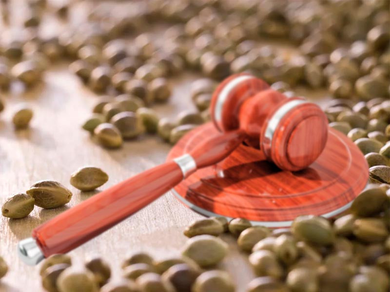 Легальность приобретения семян конопли Законность семян конопли