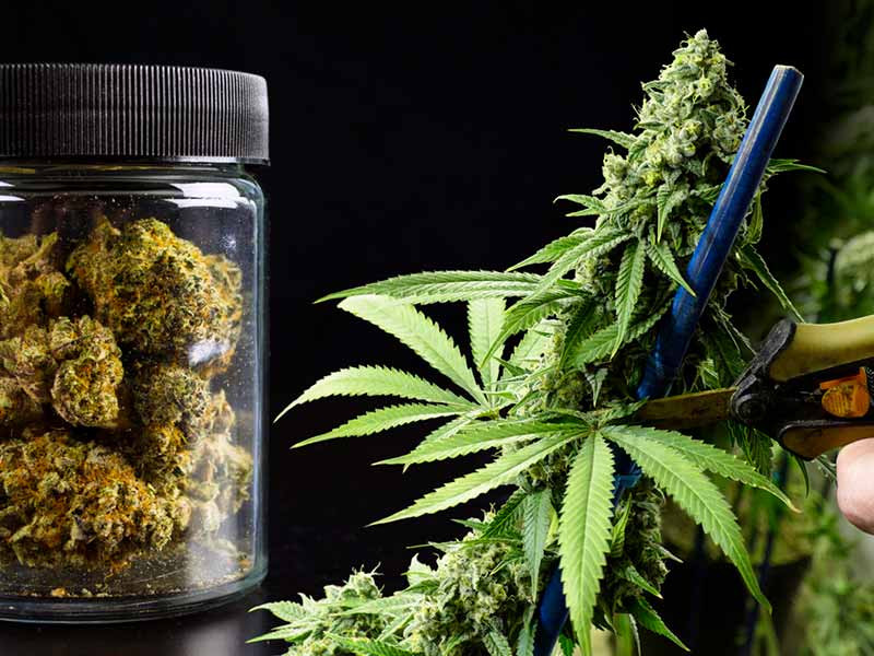 Сбор урожая конопли Сбор урожая